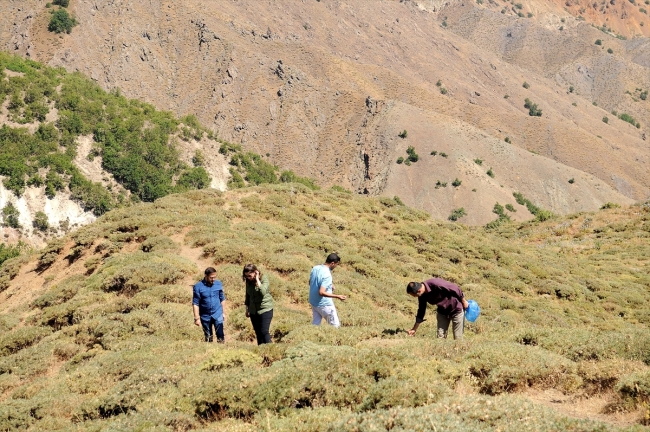 Bitki florasının envanteri ve arıcılık için kırsalda örnek topluyorlar